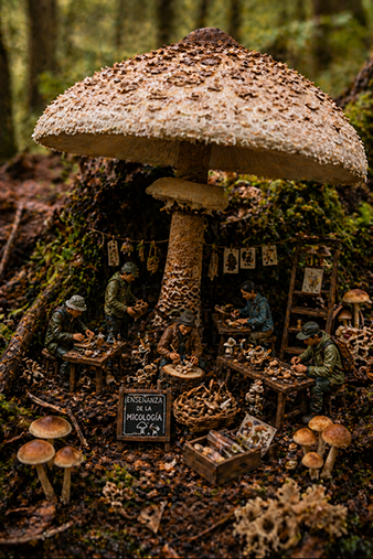 Enseñanza de la Micología: Ideas y Materiales Didácticos